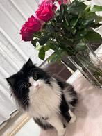 Drie lieve katten ter adoptie, Dieren en Toebehoren, Meerdere dieren, Langharig, 3 tot 5 jaar