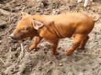Biggen Humes  Deense Duroc bijna biologische buiten leven, Dieren en Toebehoren, Schapen, Geiten en Varkens, Meerdere dieren, Varken