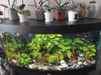 Wie heeft er gratis guppen over voor mijn aquarium, Dieren en Toebehoren, Ophalen of Verzenden, Zo goed als nieuw