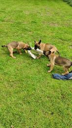 mechelse herder pups, Dieren en Toebehoren, Honden | Niet-rashonden, CDV (hondenziekte), 8 tot 15 weken, Teef, Groot