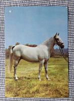 Stevige schimmel voluit, Ophalen of Verzenden, 1980 tot heden, Ongelopen, Paard