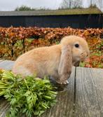 Raszuivere Franse hangoor ram, Dieren en Toebehoren, Konijnen, Mannelijk, Groot, Hangoor, 0 tot 2 jaar