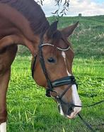 Bloedmooie stoere ruin, Dieren en Toebehoren, Paarden, Met stamboom, Ruin, M, Dressuurpaard