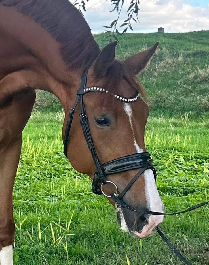 Bloedmooie stoere ruin, Dieren en Toebehoren, Paarden, Ruin, M, 170 tot 175 cm, 11 jaar of ouder, Dressuurpaard, Met stamboom