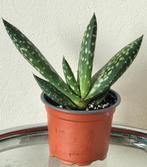 Aloe vera paradisicum, Jurassic Dino., Overige soorten, Minder dan 100 cm, Ophalen of Verzenden, Halfschaduw