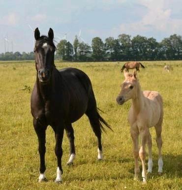 Weide onderhouden, Dieren en Toebehoren, Stalling en Weidegang