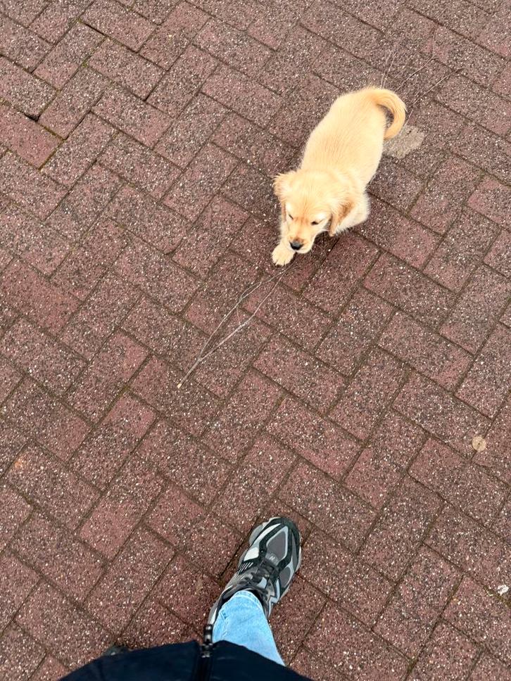 Golden cocker pup, Dieren en Toebehoren, Honden | Niet-rashonden, Klein, Reu, Particulier, Eén hond, Nederland, 8 tot 15 weken