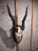 Eland antilope mega groot. Taxidermie schedel gewei, Verzamelen, Dierenverzamelingen, Ophalen, Zo goed als nieuw, Schedel