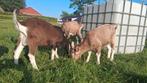 Toggenburger bokken, Dieren en Toebehoren, Schapen, Geiten en Varkens, Mannelijk, Geit, 0 tot 2 jaar