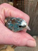 Bonte man Lazulivink, Dieren en Toebehoren, Vogels | Overige Vogels, Mannelijk, Wildzangvogel, Geringd