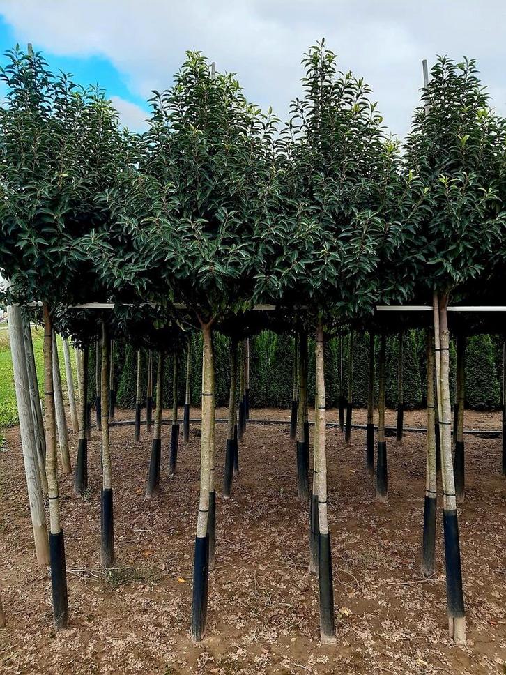 Portugese Laurier prunus Lusitanica Angustifolia❗hoogstam❗🌳, Tuin en Terras, Planten | Bomen, Overige soorten, Halfschaduw, Ophalen