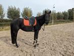 Lieve en stoere merrie!, Dieren en Toebehoren, Paarden, Merrie, B, Gechipt, 3 tot 6 jaar