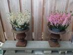 Gietijzeren vazen met heideplanten, Tuin en Terras, Planten | Tuinplanten, Overige soorten, Volle zon, Vaste plant, Ophalen of Verzenden