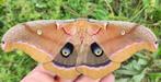ANTHERAEA POLYPHEMUS — "POLYPHEMUS-MOT"  15 EITJES, Dieren en Toebehoren, Insecten en Spinnen, Vlinders of Rupsen