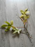 Philodendron Florida Ghost