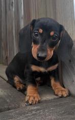 Prachtige teckel pups!, Dieren en Toebehoren, Rabiës (hondsdolheid), 8 tot 15 weken, Korthaar, Dwerg