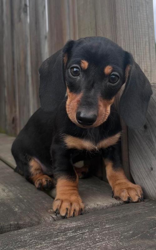 Prachtige teckel pups!, Dieren en Toebehoren, Honden | Teckels en Dashonden, Meerdere dieren, Korthaar, Dwerg, Particulier, Eén hond
