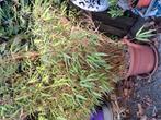 BAMBOE  PLANTEN., Tuin en Terras, Planten | Tuinplanten, Ophalen of Verzenden, Bloeit niet, Overige soorten, Halfschaduw