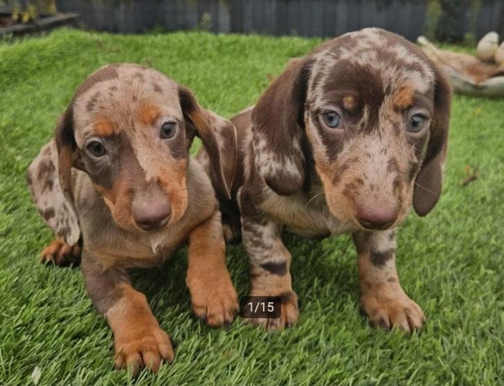Herplaatser teckel teefje gezocht., Dieren en Toebehoren, Honden | Teckels en Dashonden, Meerdere dieren, Langhaar, Dwerg, Particulier