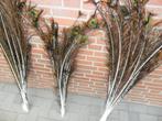PAUWVEREN., Dieren en Toebehoren, Pluimvee, Meerdere dieren, Overige soorten