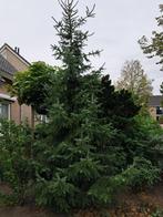 Mooie grote kerstboom !!, Diversen, Kerst, Ophalen, Nieuw
