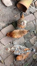 Watermaalse baardkriel, Dieren en Toebehoren, Pluimvee, Meerdere dieren, Kip