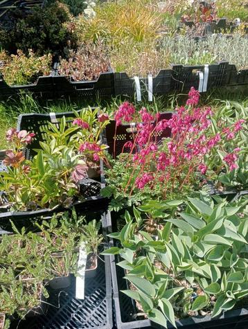Groot sortiment vaste planten  beschikbaar voor biedingen