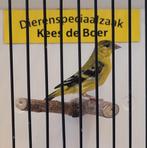 Yarrelsijs pop, Vrouwelijk, Geringd