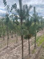 Pinus sylvestris en pinus nigra ., Tuin en Terras, Ophalen, Bloeit niet, Halfschaduw, Overige soorten