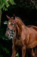 4 jarige dressuurpaard, Dieren en Toebehoren, Paarden, Merrie, B, Gechipt, Dressuurpaard