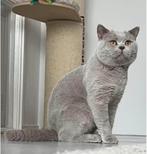 Dekkater Britse korthaar lilac, Dieren en Toebehoren, Katten en Kittens | Dekkaters, 3 tot 5 jaar
