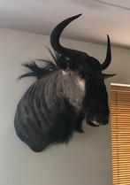 Prachtige kop met buste van gnoe / wildebeest, Ophalen, Gebruikt, Wild dier, Overige typen