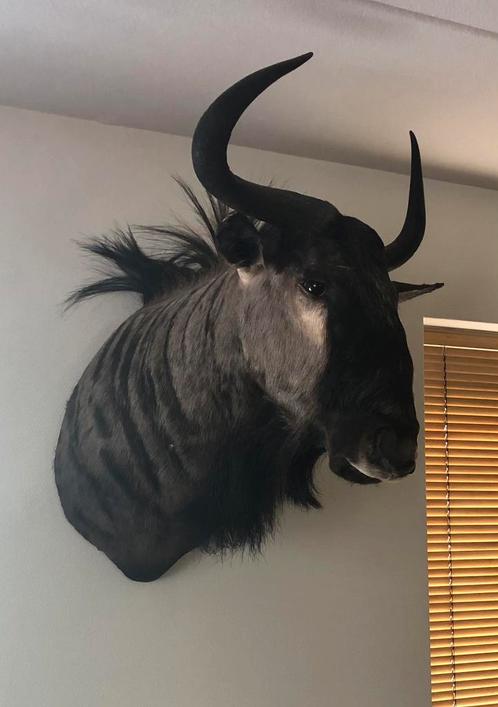 Prachtige kop met buste van gnoe / wildebeest, Verzamelen, Dierenverzamelingen, Gebruikt, Overige typen, Wild dier, Ophalen