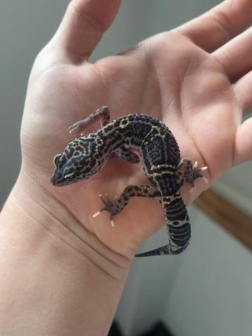 1.0 panda project luipaardgekko beschikbaar voor biedingen