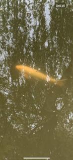 Koi Karper - Gratis af te halen., Dieren en Toebehoren, Vissen | Vijvervissen, Karper of Koi