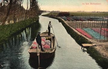In het Bollenland (1910) 130014 beschikbaar voor biedingen