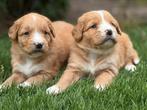 Nova scotia duck tolling retriever, Dieren en Toebehoren, Nederland, Overige rassen, 8 tot 15 weken, CDV (hondenziekte)