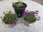 Campanula winterharde tuinplant 3 voor €6, Zomer, Vaste plant, Ophalen of Verzenden, Overige soorten
