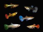 Gezocht guppies  plaatjes of black mollys, Dieren en Toebehoren, Vissen | Aquariumvissen, Vis