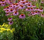 Echinacea purpurea (Zonnehoed) purple-red zaden, Ophalen of Verzenden, Voorjaar, Volle zon, Zaad