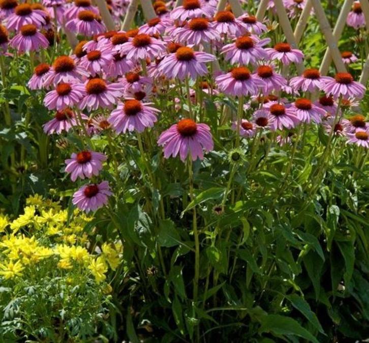 Echinacea purpurea (Zonnehoed) purple-red zaden, Tuin en Terras, Bloembollen en Zaden, Zaad, Voorjaar, Volle zon, Ophalen of Verzenden