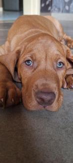 Fantastische vizsla reu pup, België, Particulier, 8 tot 15 weken, Eén hond