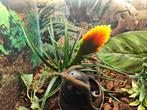 Lepidodactylus lugubris Rouwgekko, Hagedis, 0 tot 2 jaar