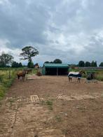 24/7 doe het zelf stalling apeldoorn, Dieren en Toebehoren, Stalling en Weidegang, Stalling