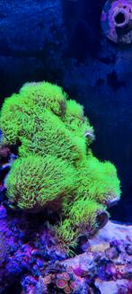 Groene sterpoliep koraal ca. 20 cm, Overige typen