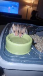 Hamsters verschillende kleuren, Dieren en Toebehoren, Knaagdieren, Augustus, Meerdere dieren, Hamster