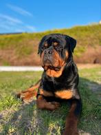 ‼️FCI STAMBOOM ROTTWEILERDEKREU‼️, Rabiës (hondsdolheid), Reu, 1 tot 2 jaar, Eén hond