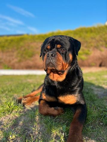 ‼️FCI STAMBOOM ROTTWEILERDEKREU‼️ beschikbaar voor biedingen