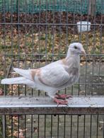 Kleur postduiven, jounge, Dieren en Toebehoren, Vogels | Duiven, Meerdere dieren, Postduif