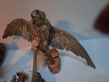 taxidermie taxidermy opgezette "torenvalk" man beschikbaar voor biedingen